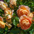 Úžasná austinská růže s měděně-oranžovými květy a jedinečnou vůní